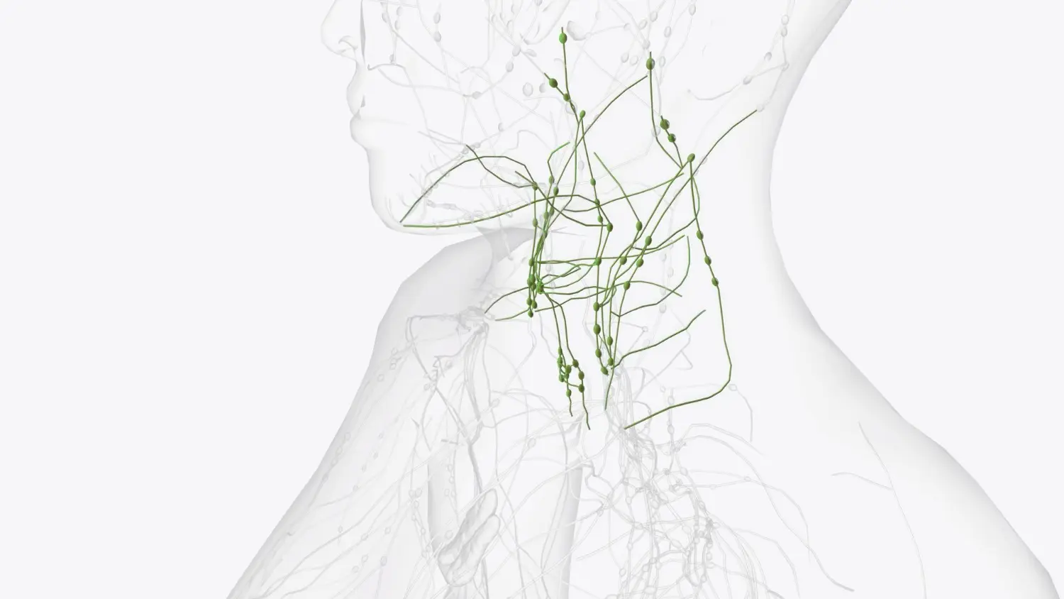 Der neue Hype um das Lymphsystem: Beauty-Geheimwaffe und Alarmanlage