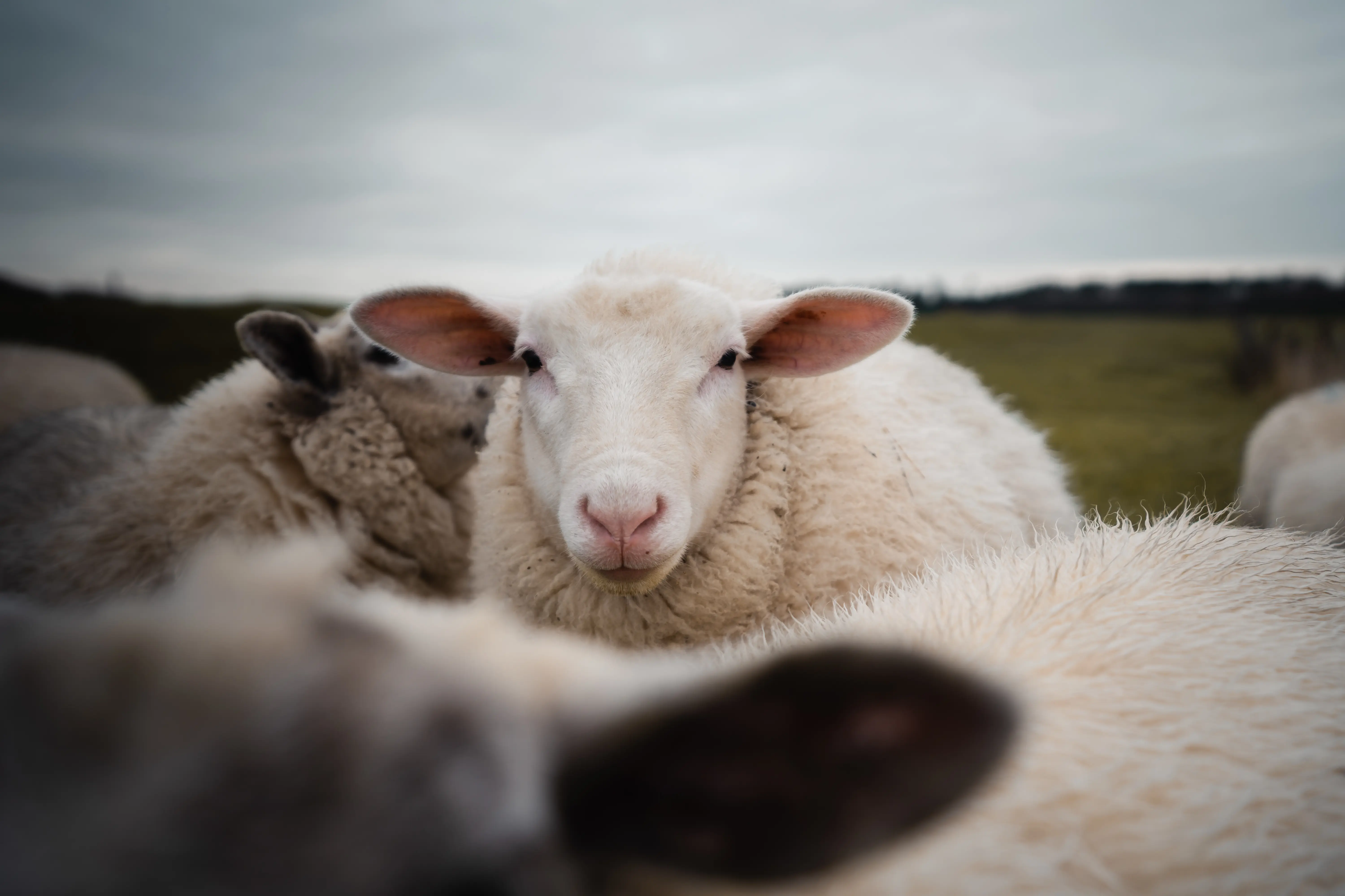 weißes Schaf mit abstehenden Ohren