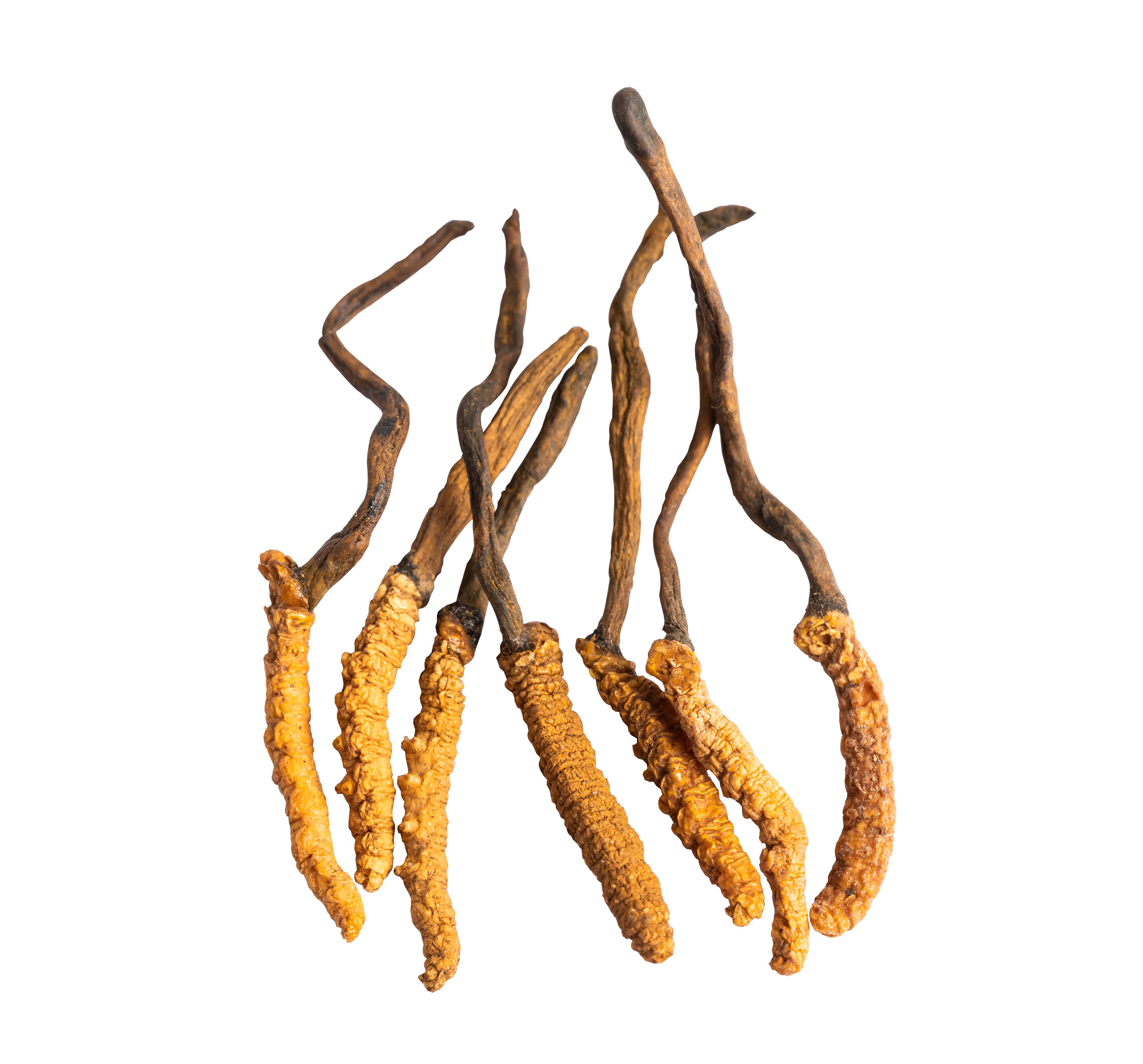 Cordyceps Wirkung: Was der Vitalpilz im Körper bewirken kann