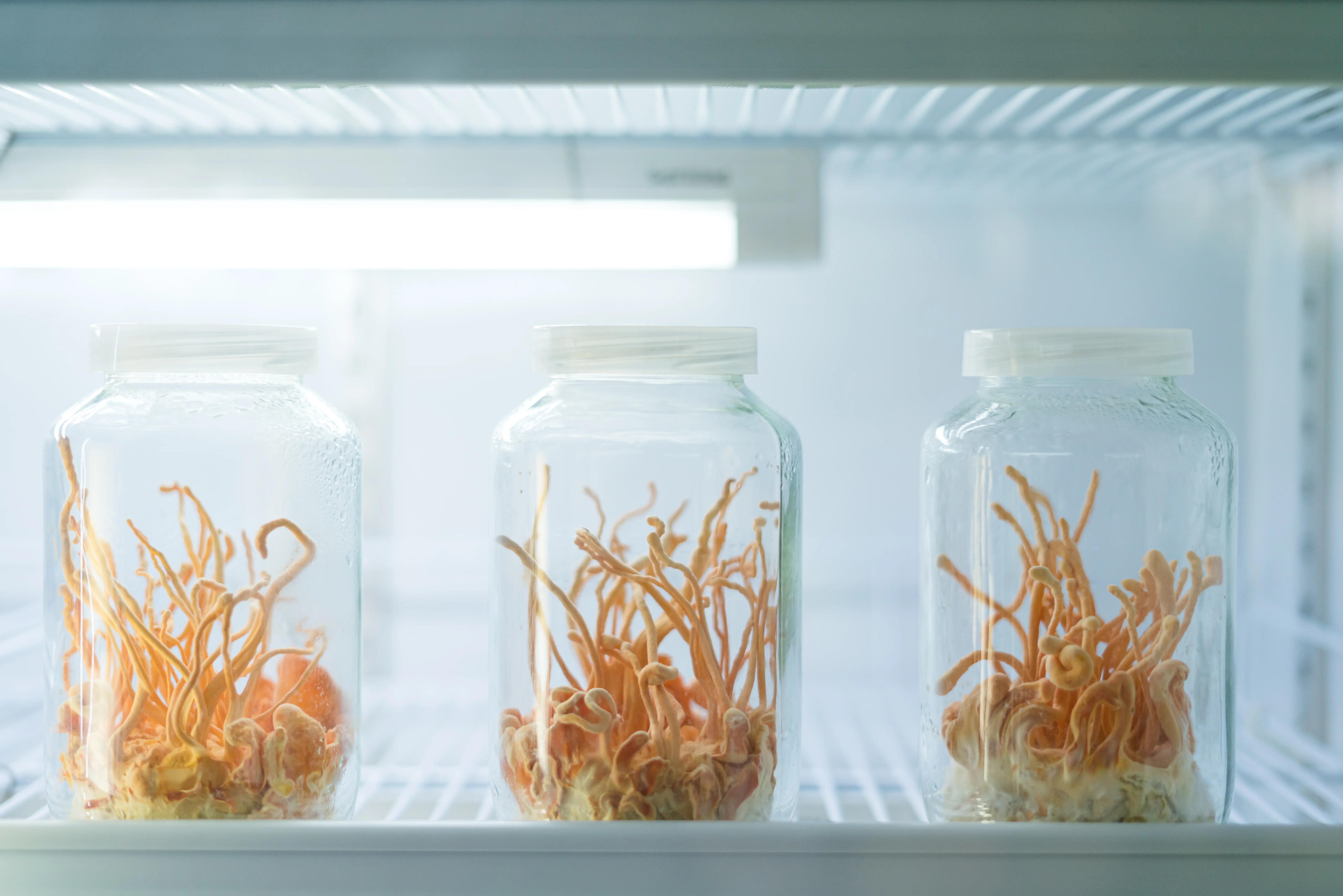 cordyceps Pilz