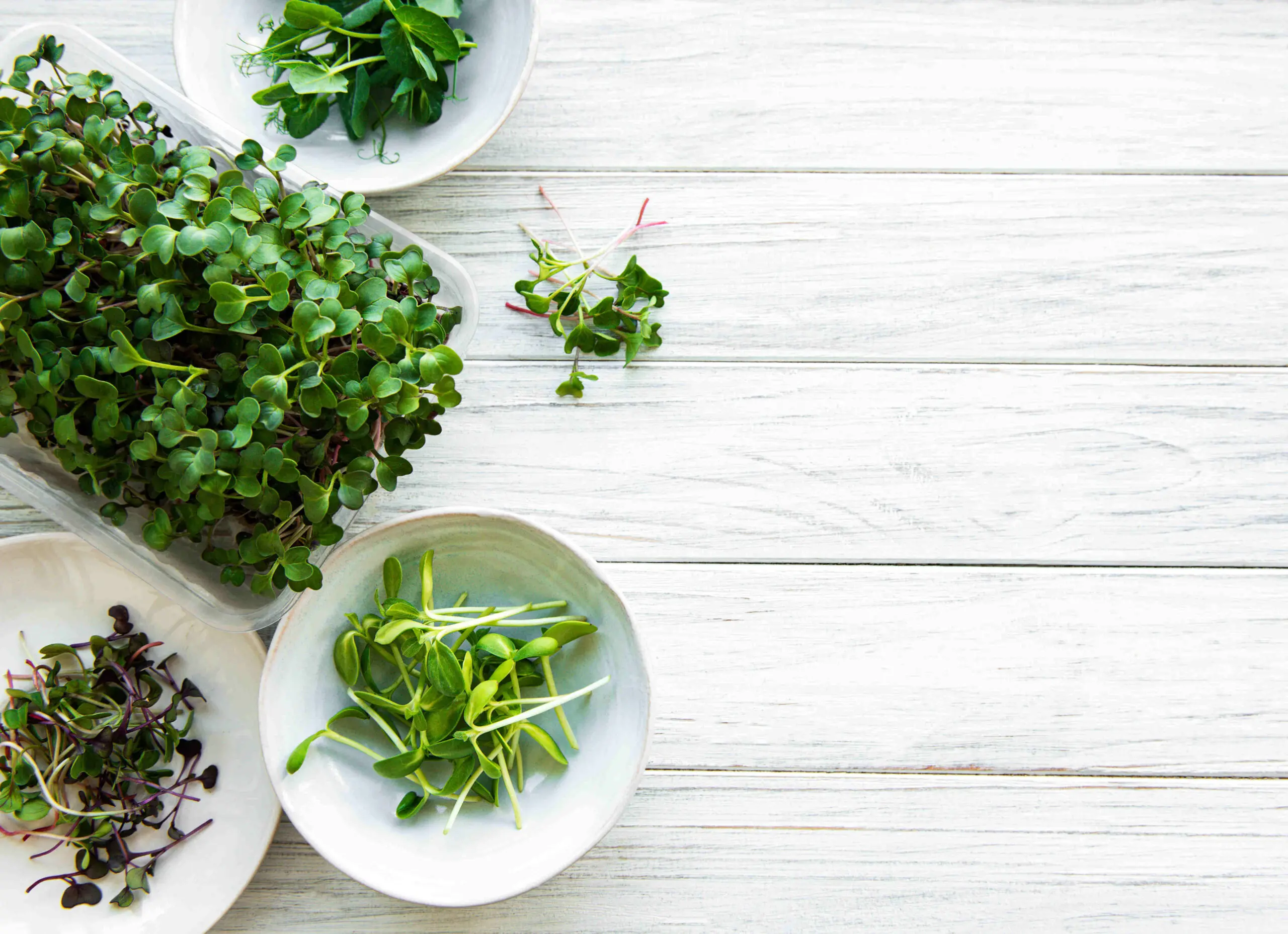 Microgreens: Neuer Foodtrend für den extra Nährstoffkick