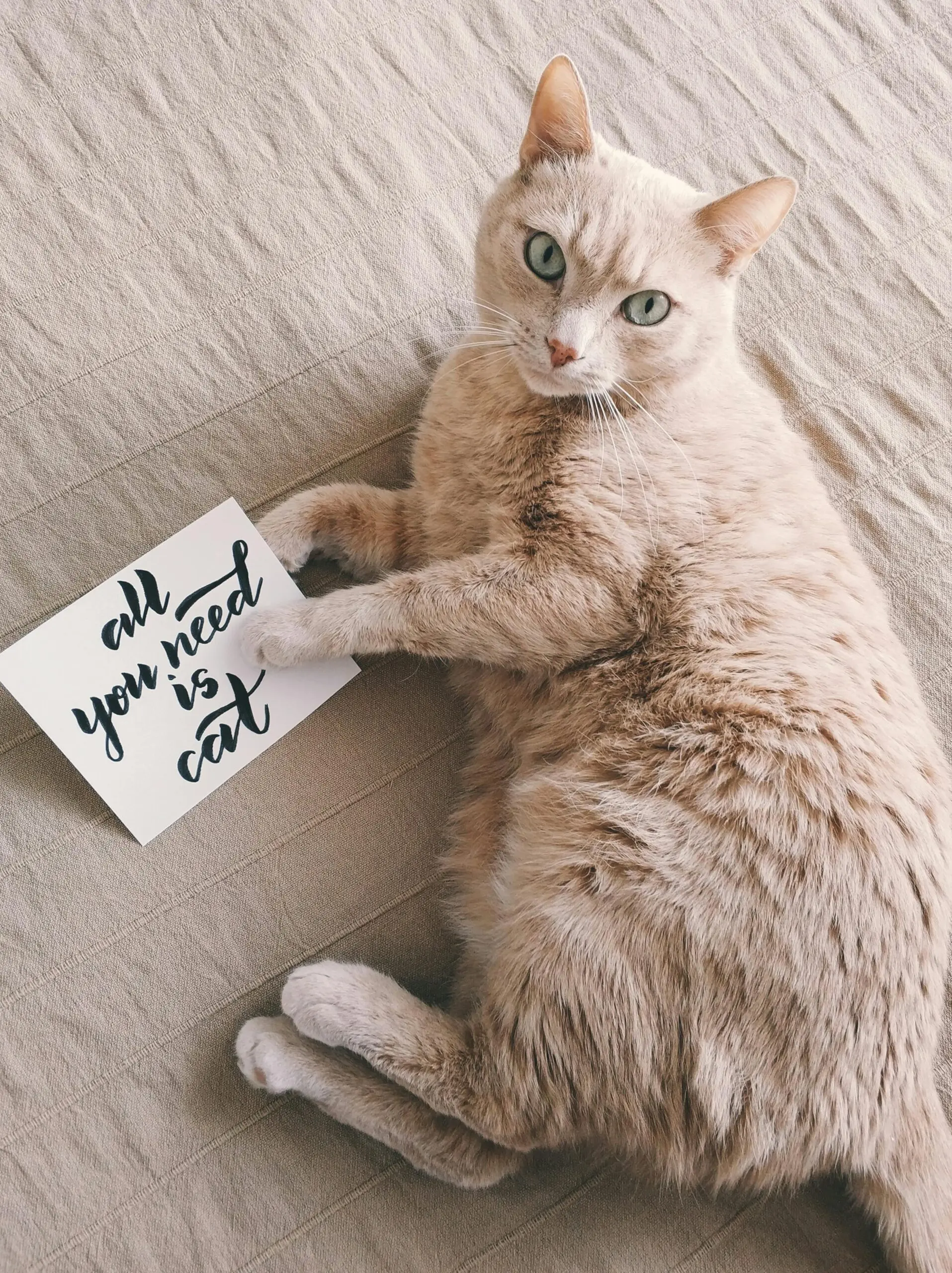 Dr. Cat: Warum Katzen gut für die Gesundheit sind