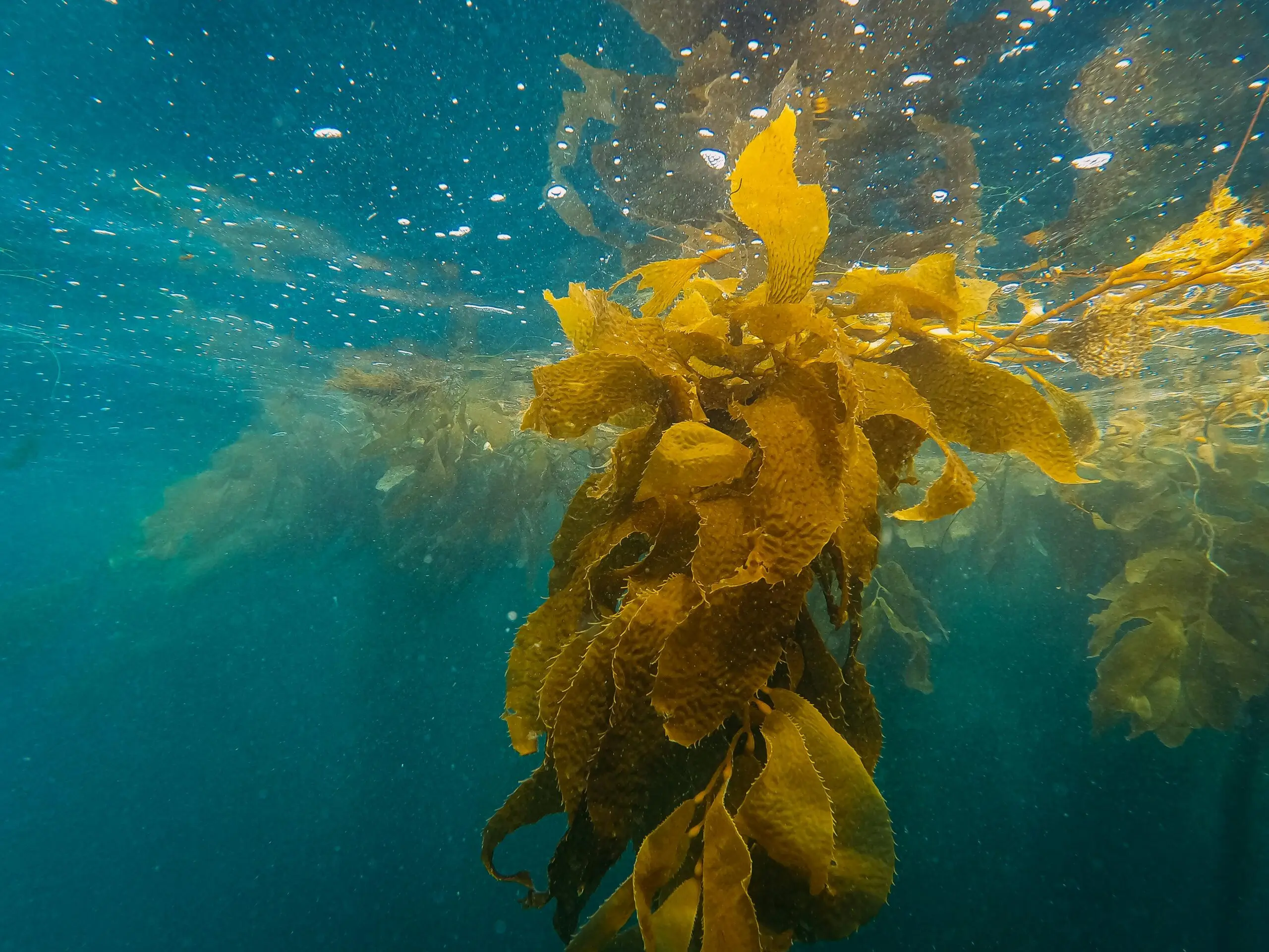 Kelp: So wirkt die nährstoffreiche Alge