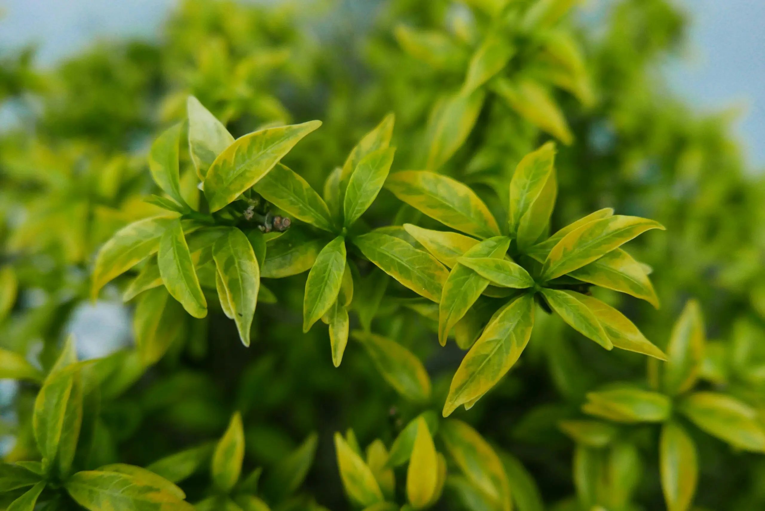 Ashwagandha – wie wirkt das Superfood?