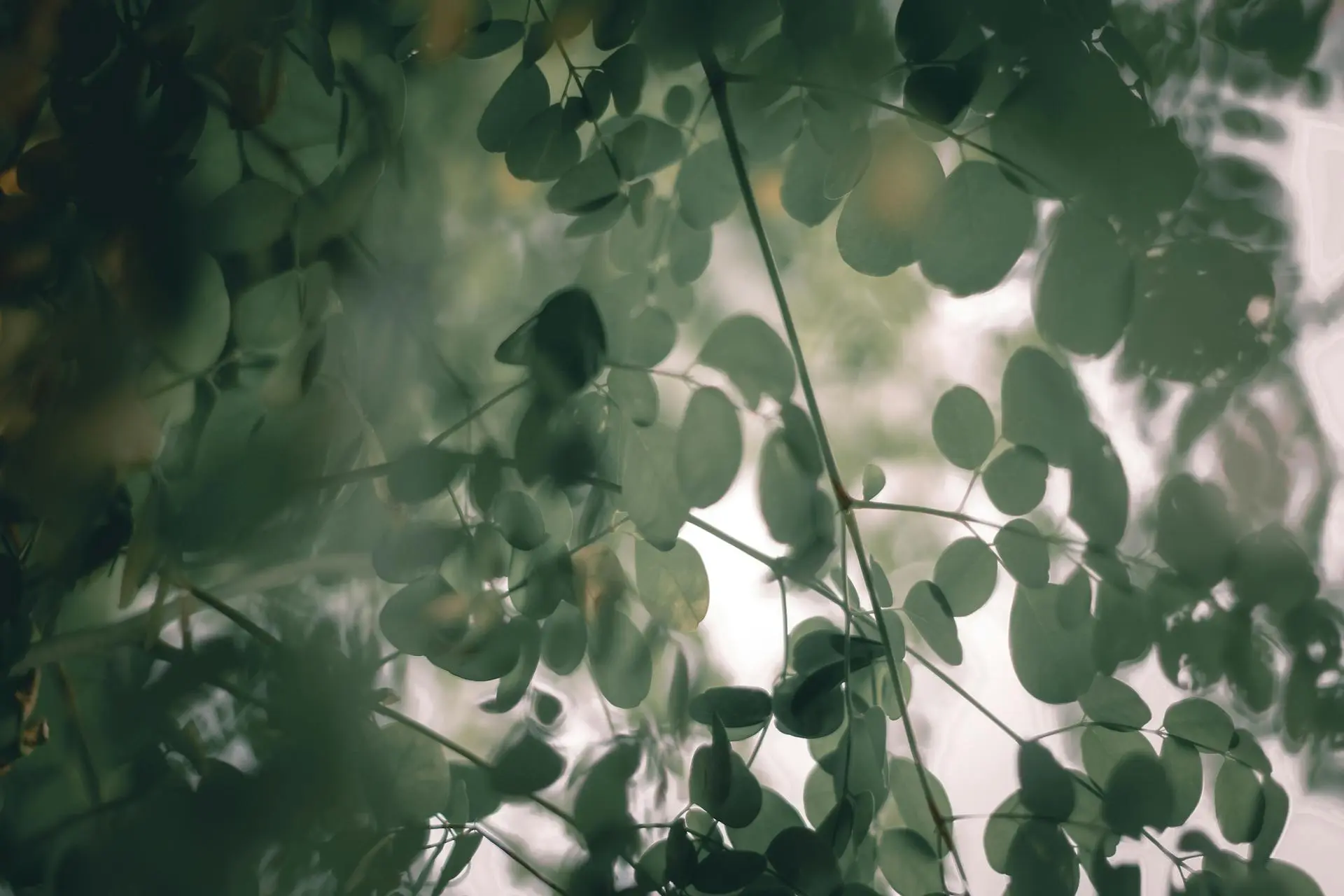 Moringa – wie und wann wirkt das Superfood?
